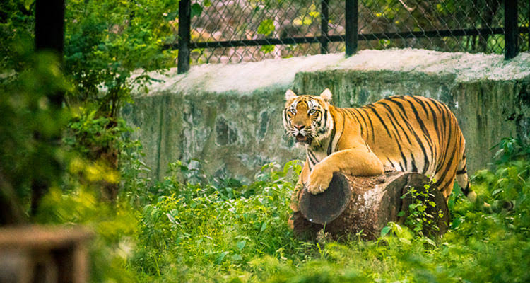 Arignar Anna Zoological Park